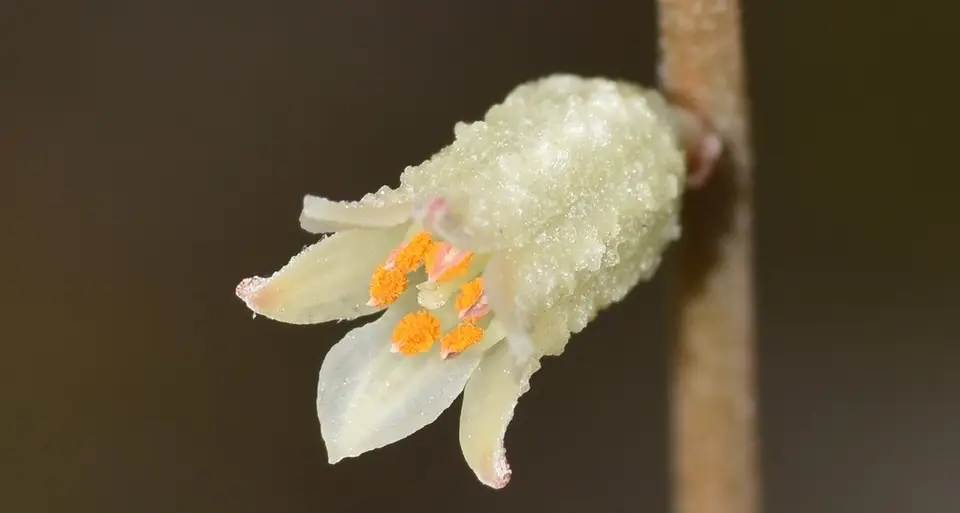 Bracted Colicroot (Aletris bracteata)