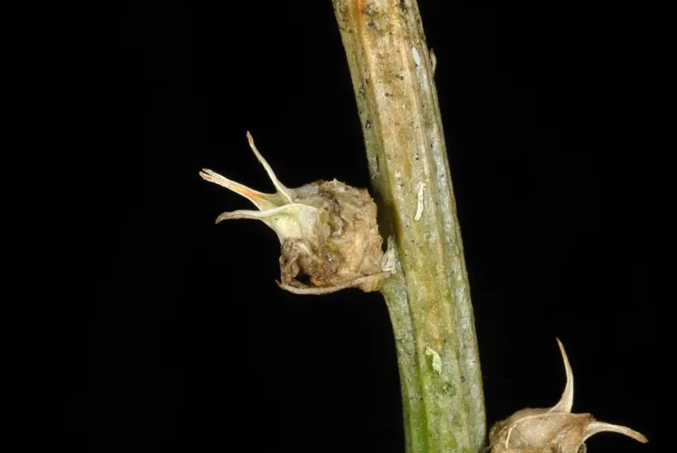 White-Tubed Colicroot (Aletris farinosa)
