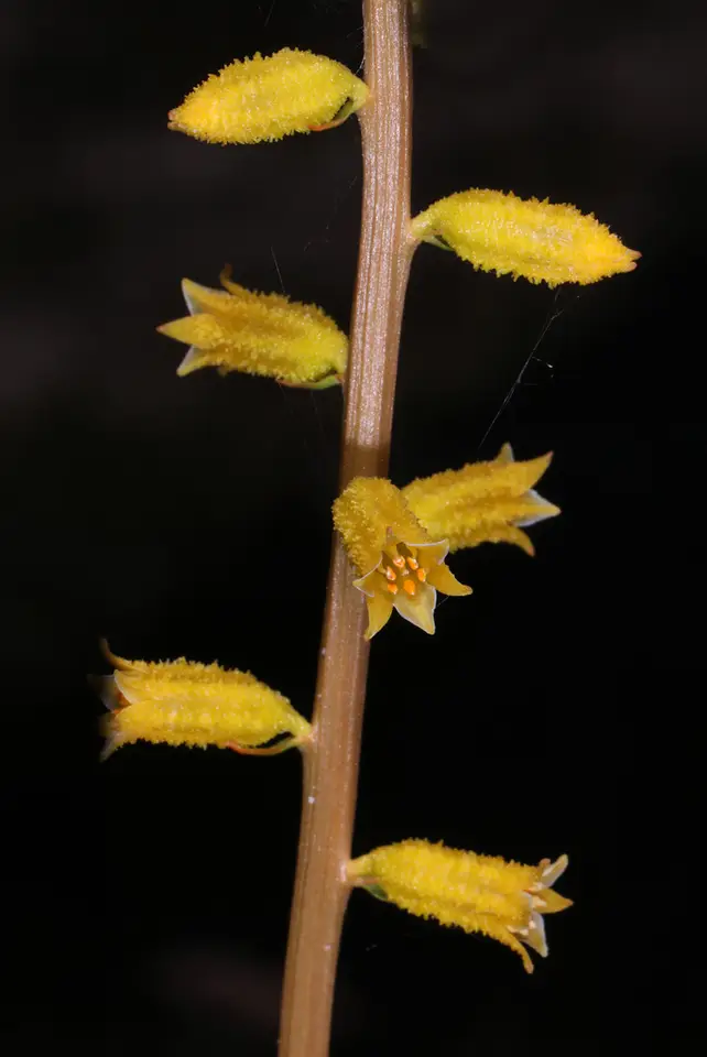 Yellow Colicroot (Aletris lutea)