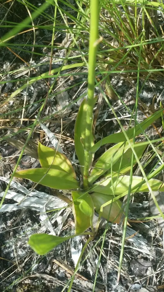 White Colic-Root (Aletris obovata)