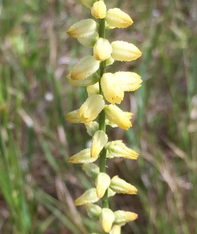 Aletris × tottenii (Aletris × tottenii)