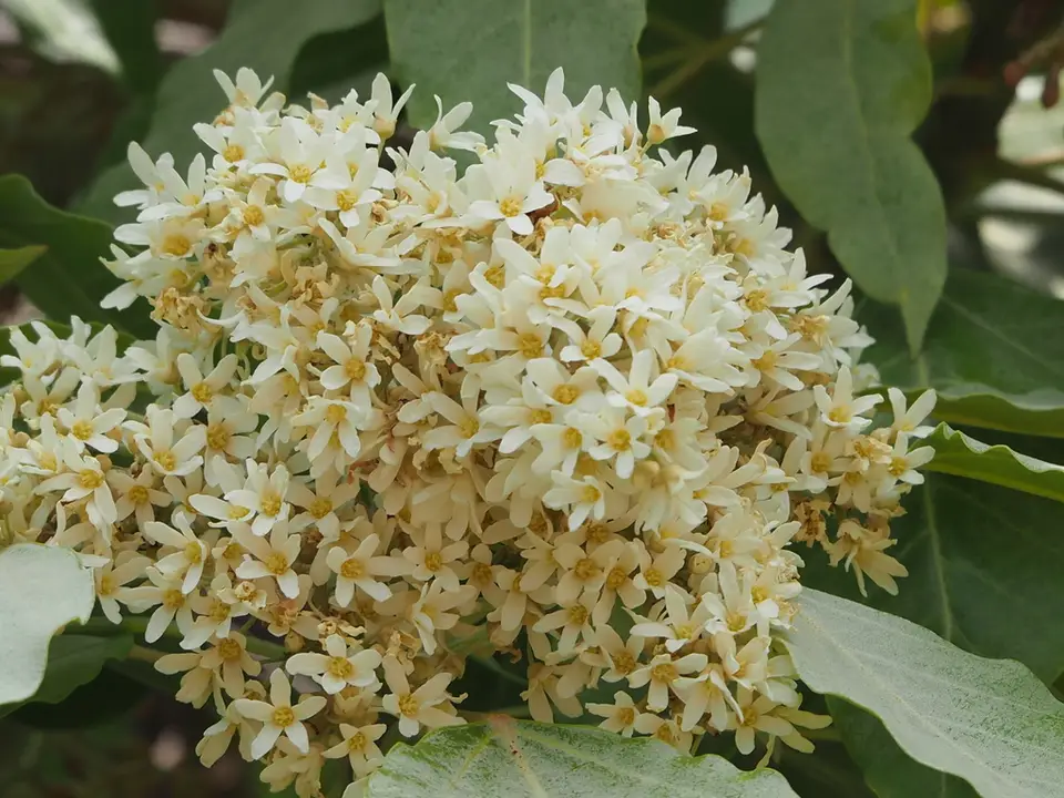 Candlenut (Aleurites moluccanus)