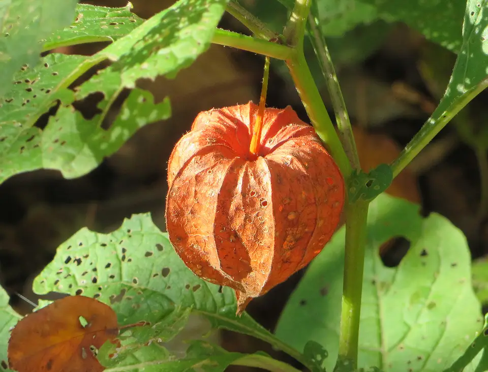 Japanese-Lantern (Alkekengi officinarum)