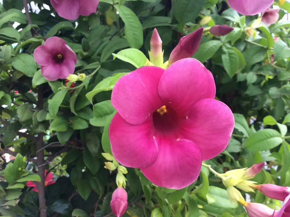 Purple Allamanda (Allamanda blanchetii)