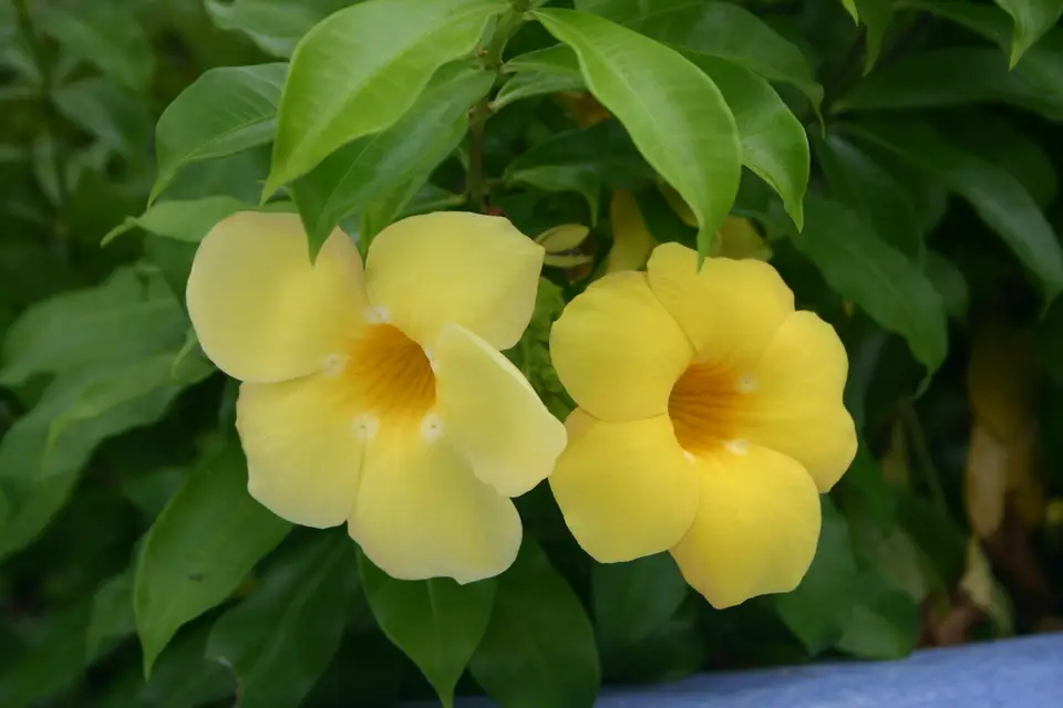 Golden Trumpet (Allamanda cathartica)