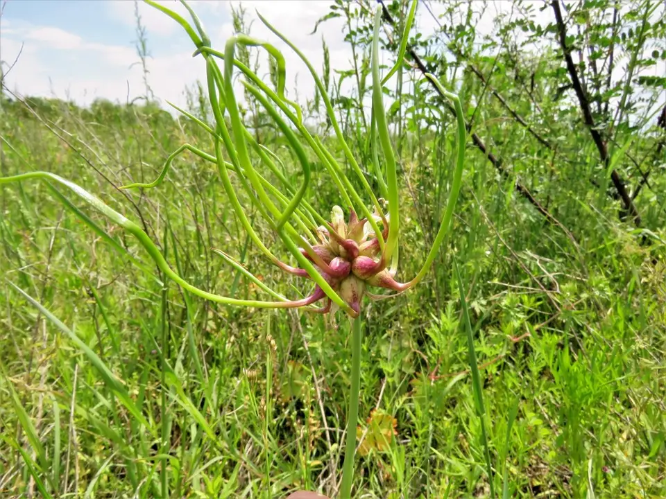 Canadian Meadow Garlic (Allium canadense)