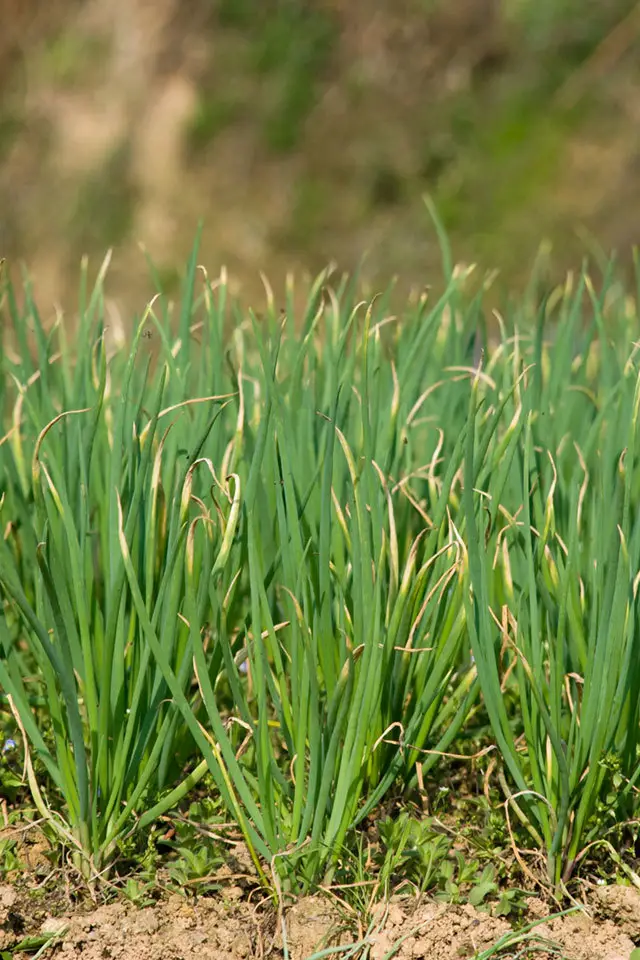 Common Onion (Allium cepa)