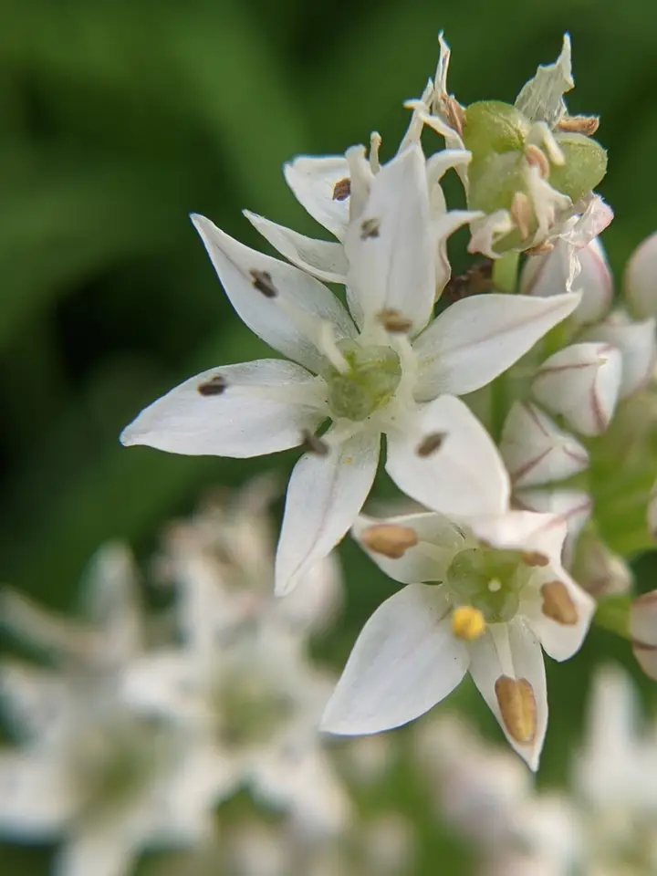 Garlic Chives (Allium tuberosum)