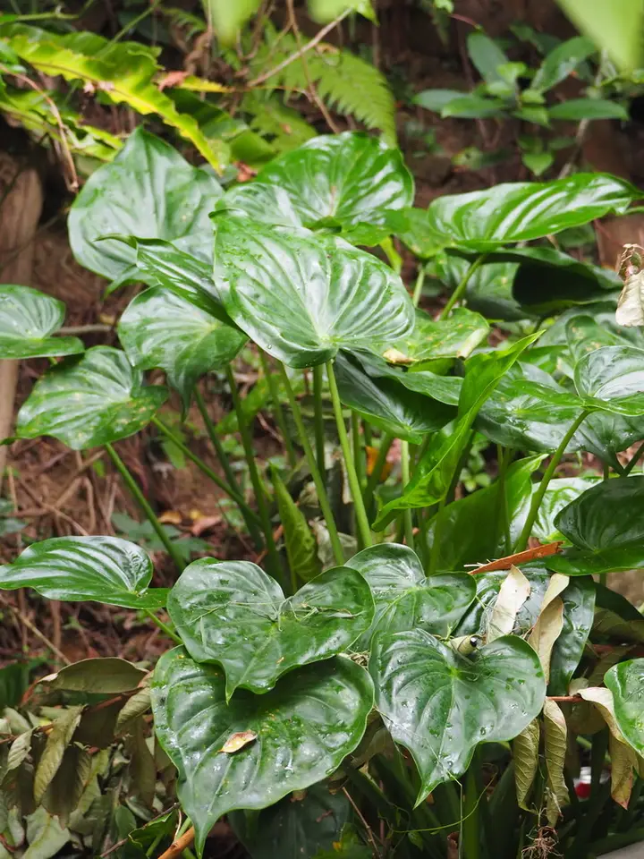 Buddha's Hand Taro (Alocasia cucullata)