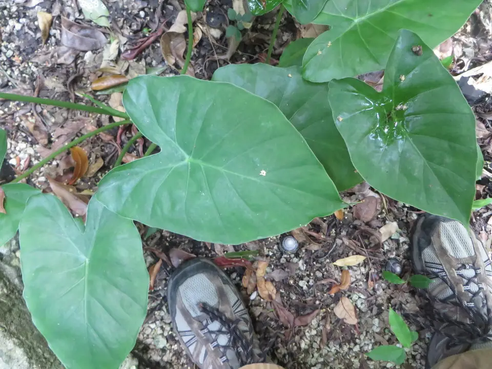Alocasia fornicata (Alocasia fornicata)
