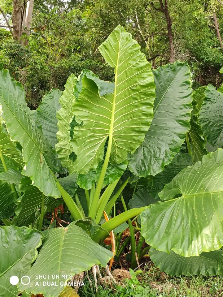 Giant Taro (Alocasia macrorrhizos)
