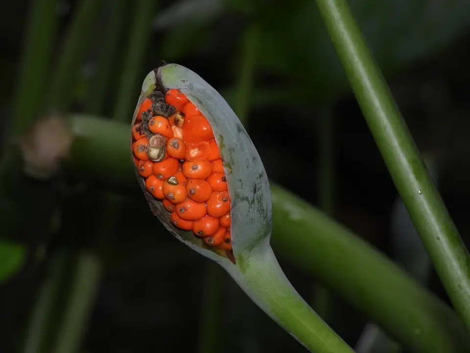 Asian Taro (Alocasia odora)