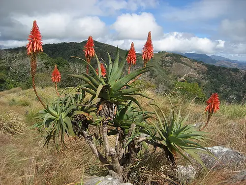 Candelabra Aloe (Aloe arborescens)