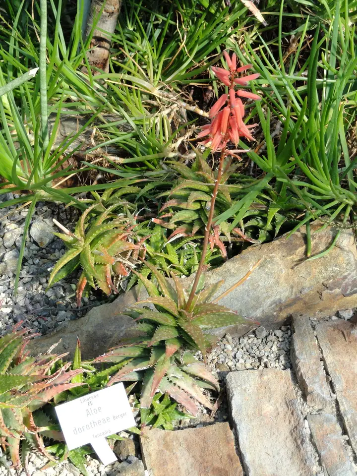 Aloe dorotheae (Aloe dorotheae)