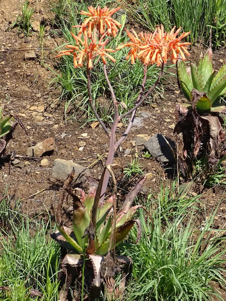 Soap Aloe (Aloe maculata)