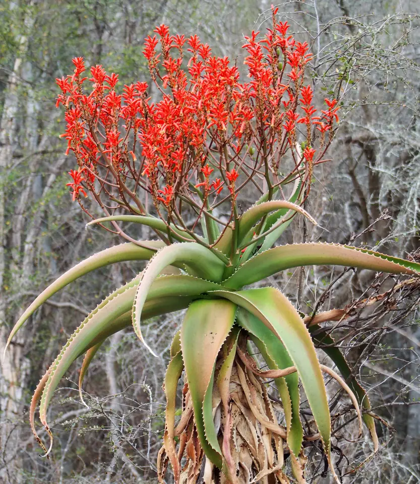 Malagasy Tree Aloe (Aloe vaombe)