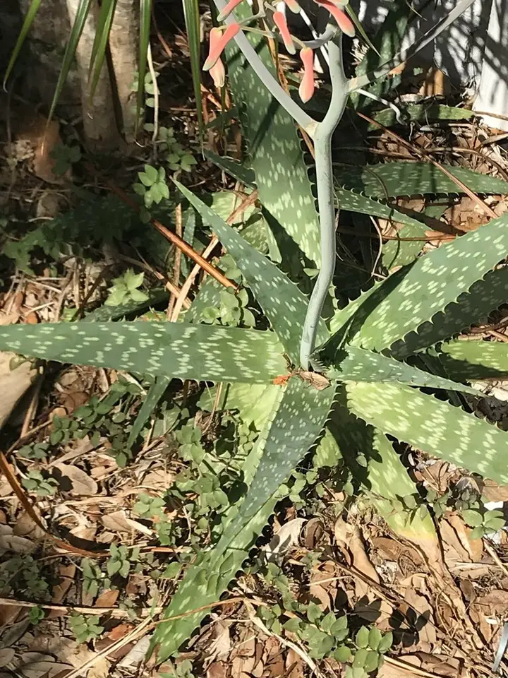 Aloe × commutata (Aloe × commutata)