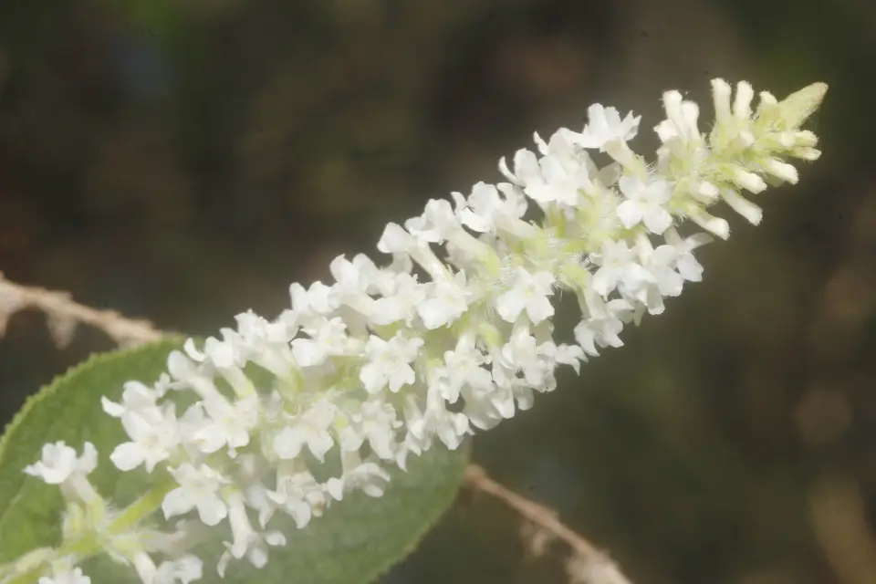 Sweet Almond Bush (Aloysia virgata)