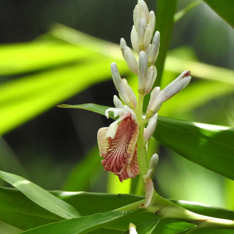Indian Ginger (Alpinia calcarata)