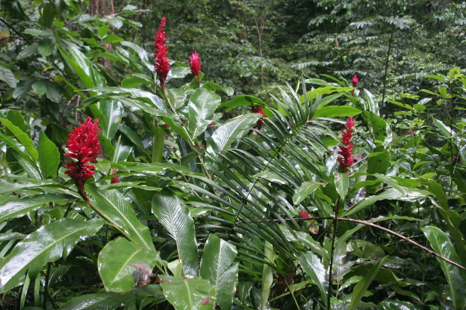 Red Ginger (Alpinia purpurata)