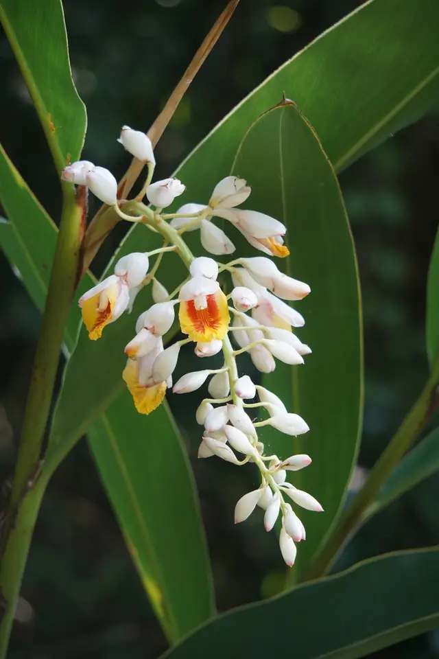 Shell Ginger (Alpinia zerumbet)