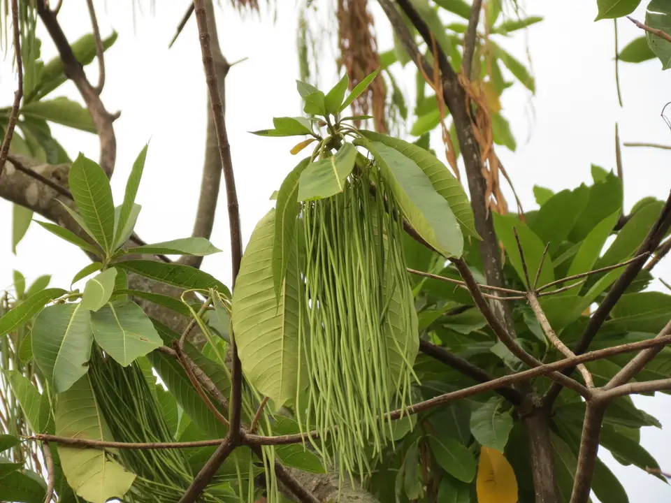 Deviltree (Alstonia macrophylla)