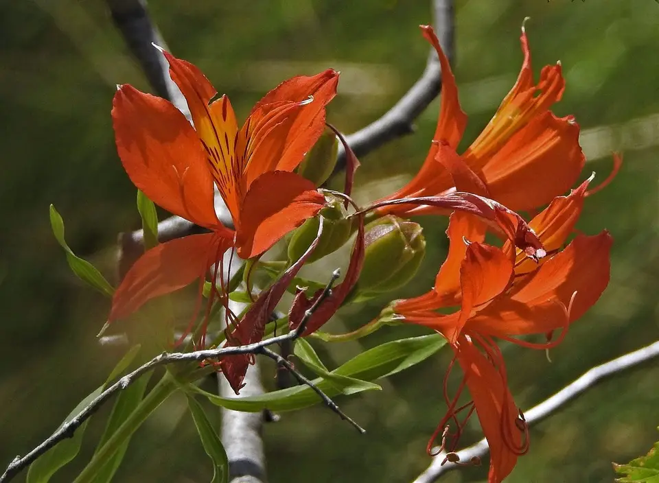 Peruvian Lily (Alstroemeria aurea)