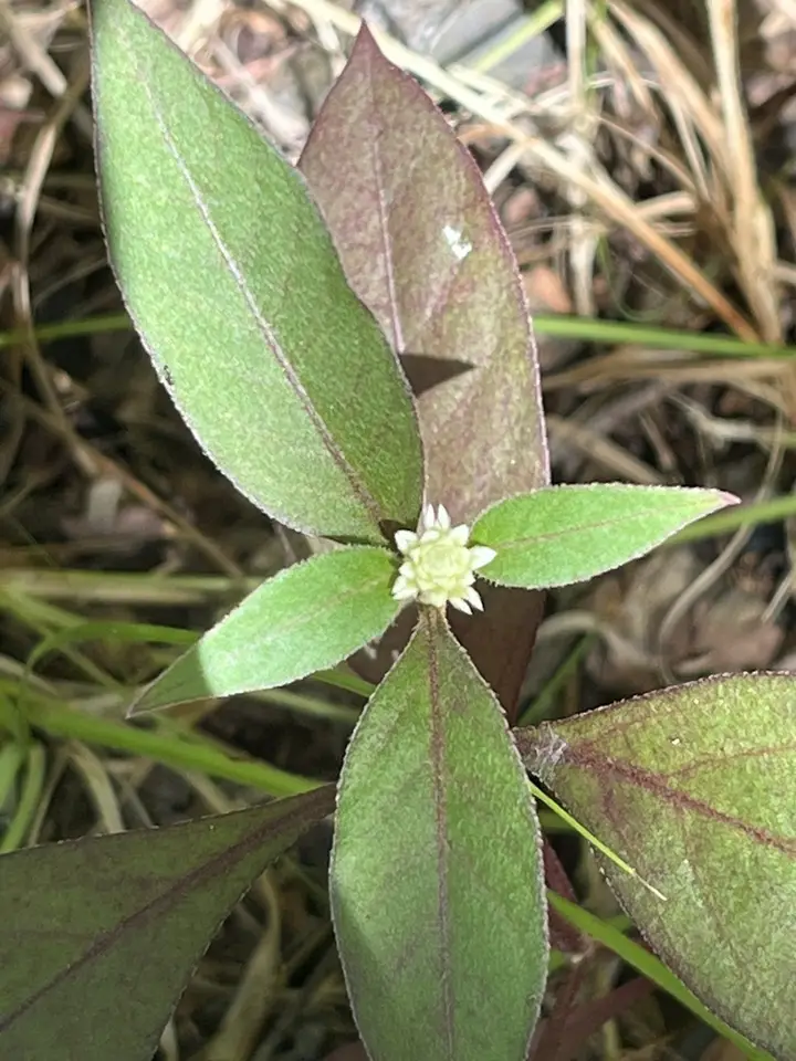 Ruby Leaf (Alternanthera brasiliana)