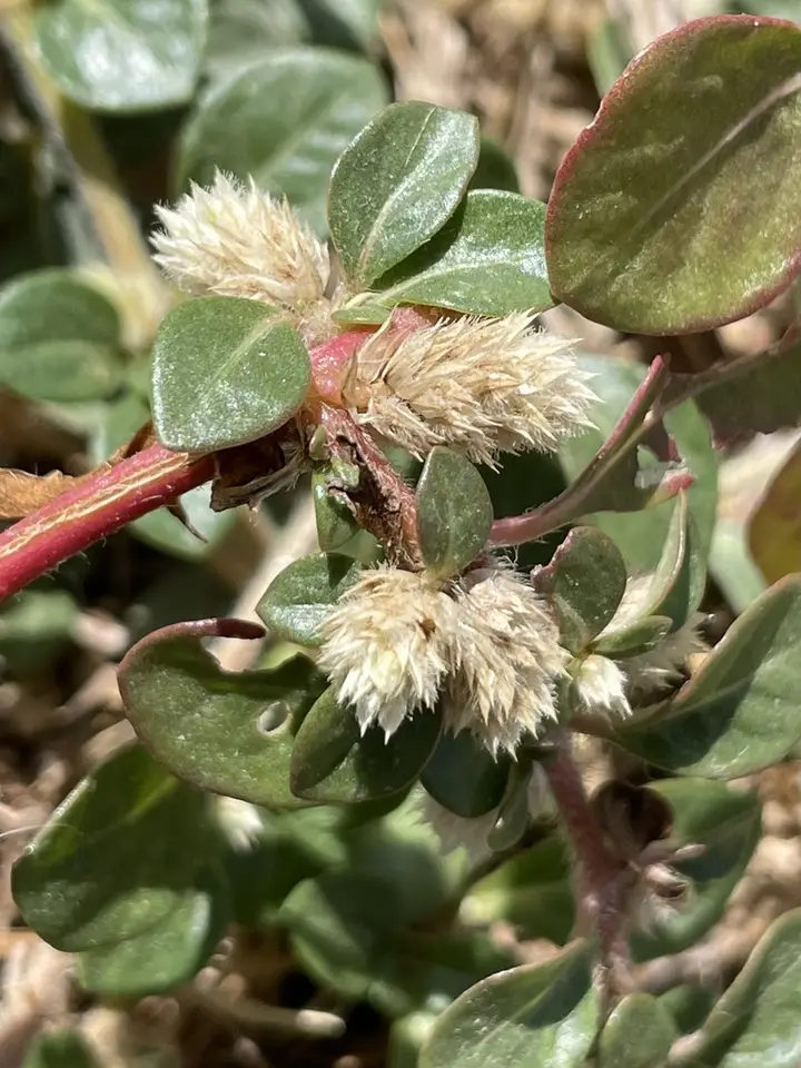 Mat Chaff-Flower (Alternanthera caracasana)
