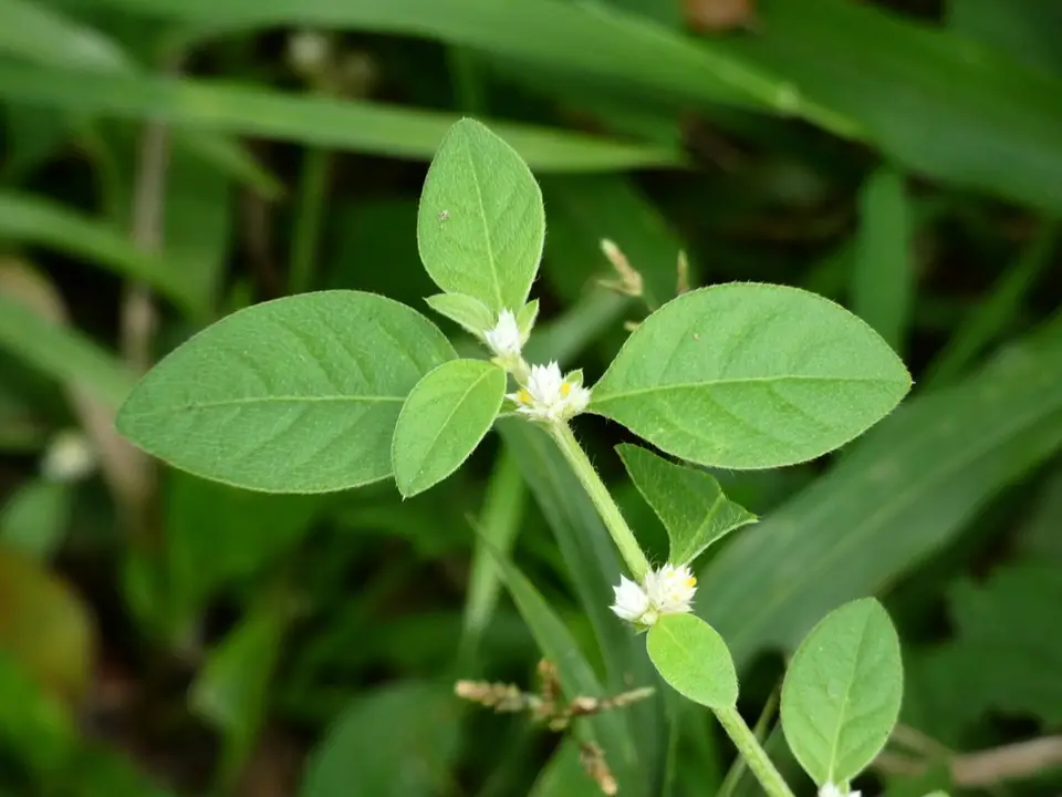 Sanguinaria (Alternanthera ficoidea)