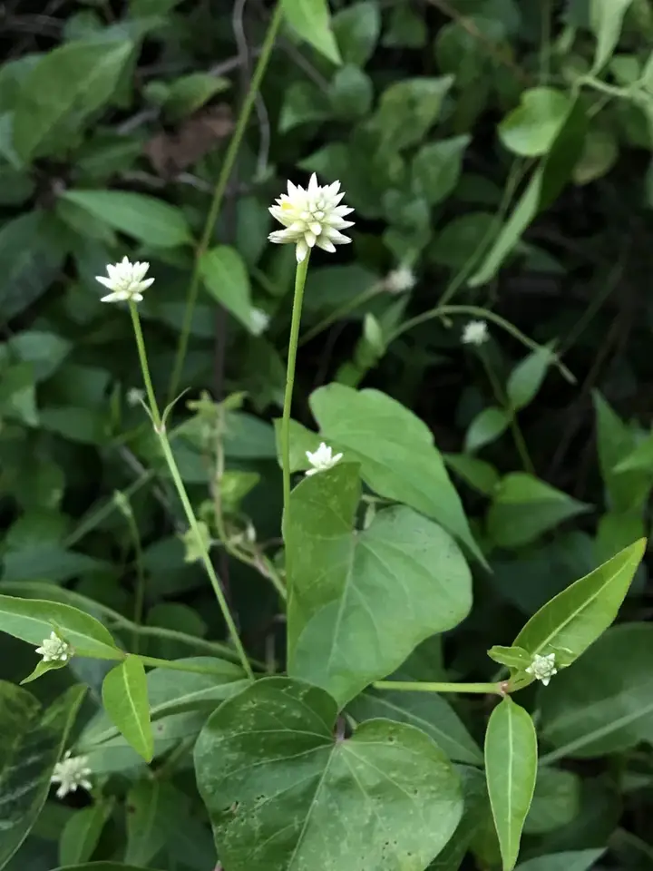 Yellow Joyweed (Alternanthera flavescens)