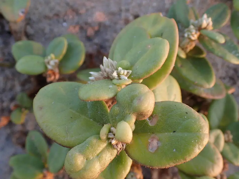Alternanthera littoralis (Alternanthera littoralis)