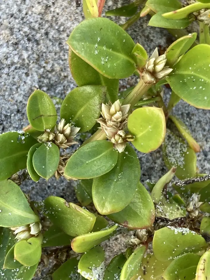 Seaside Joyweed (Alternanthera maritima)