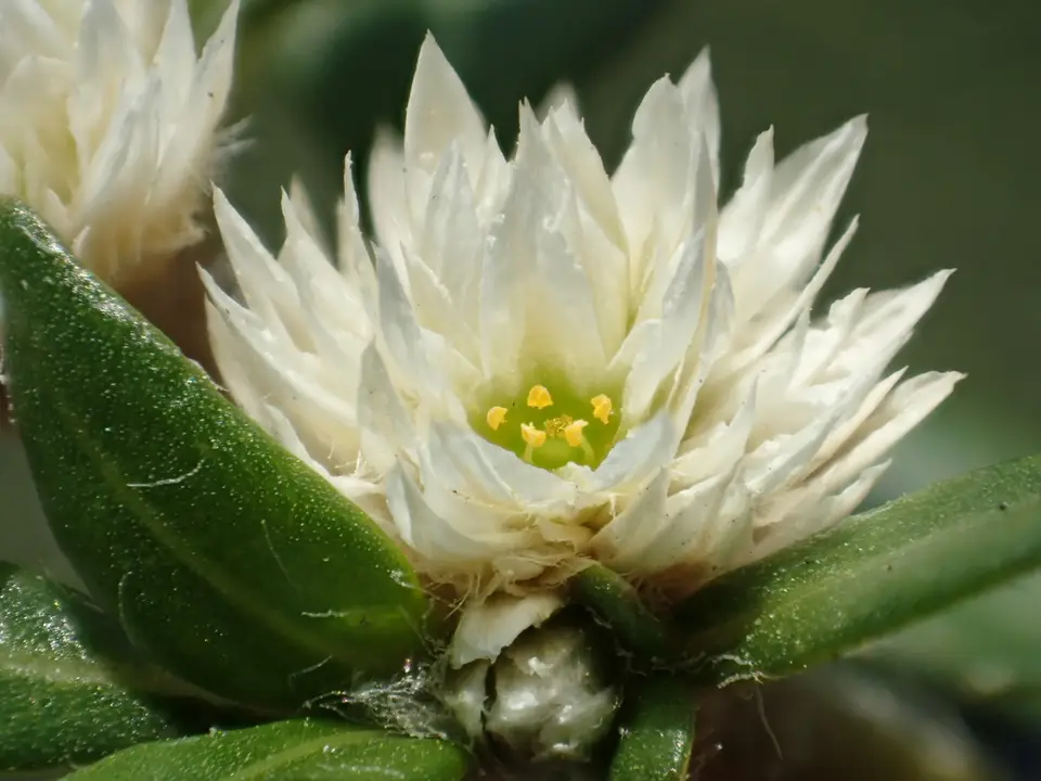 Smooth Joyweed (Alternanthera paronychioides)