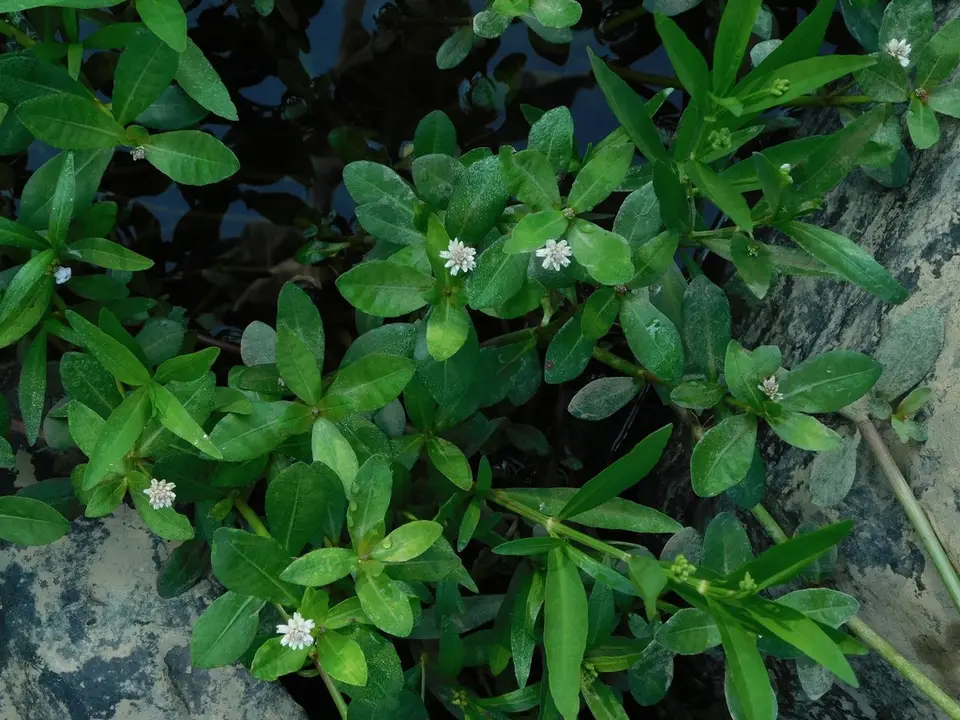 Alligatorweed (Alternanthera philoxeroides)