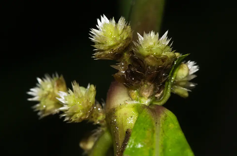 Sessile Joyweed (Alternanthera sessilis)