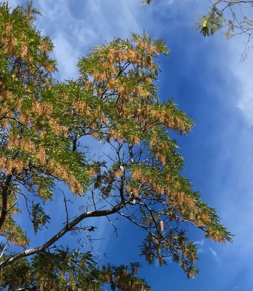 Mexican Alvaradoa (Alvaradoa amorphoides)