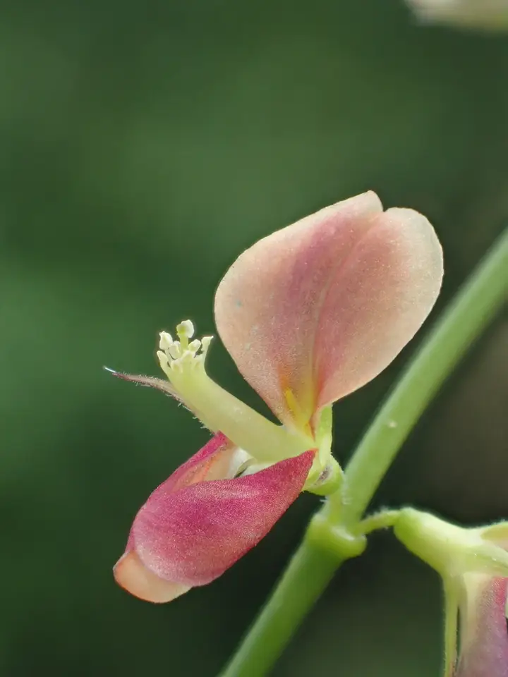 Alyce Clover (Alysicarpus ovalifolius)