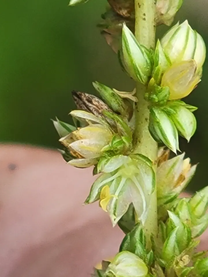 Southern Amaranth (Amaranthus australis)