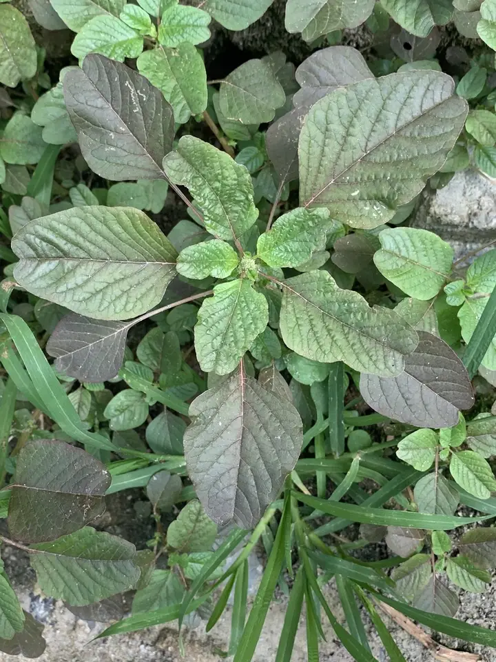 Purple Amaranth (Amaranthus blitum)