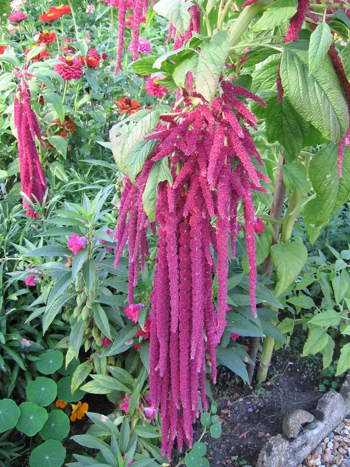 Love-Lies-Bleeding (Amaranthus caudatus)