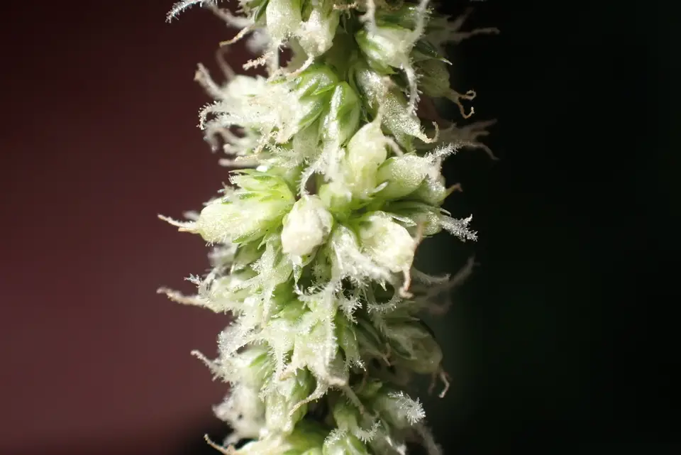 Spleen Amaranth (Amaranthus dubius)
