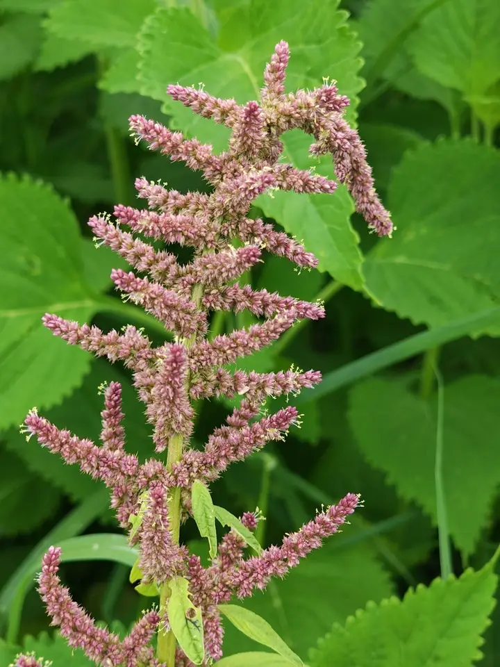 Smooth Pigweed (Amaranthus hybridus)