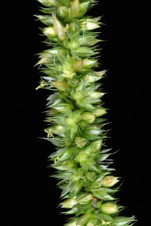 Palmer's Amaranth (Amaranthus palmeri)
