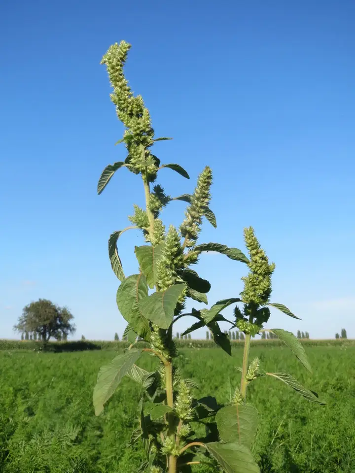 Redroot Amaranth (Amaranthus retroflexus)