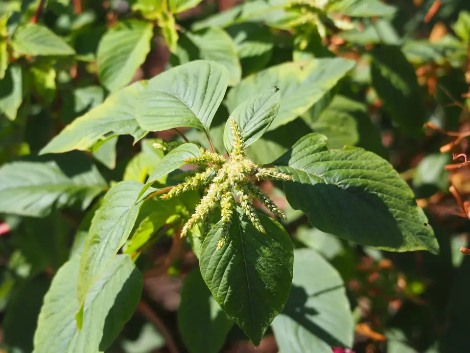 Green Amaranth (Amaranthus viridis)