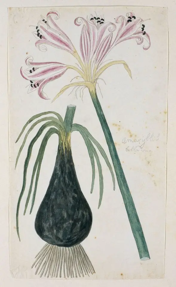 Belladonna Lily (Amaryllis belladonna)