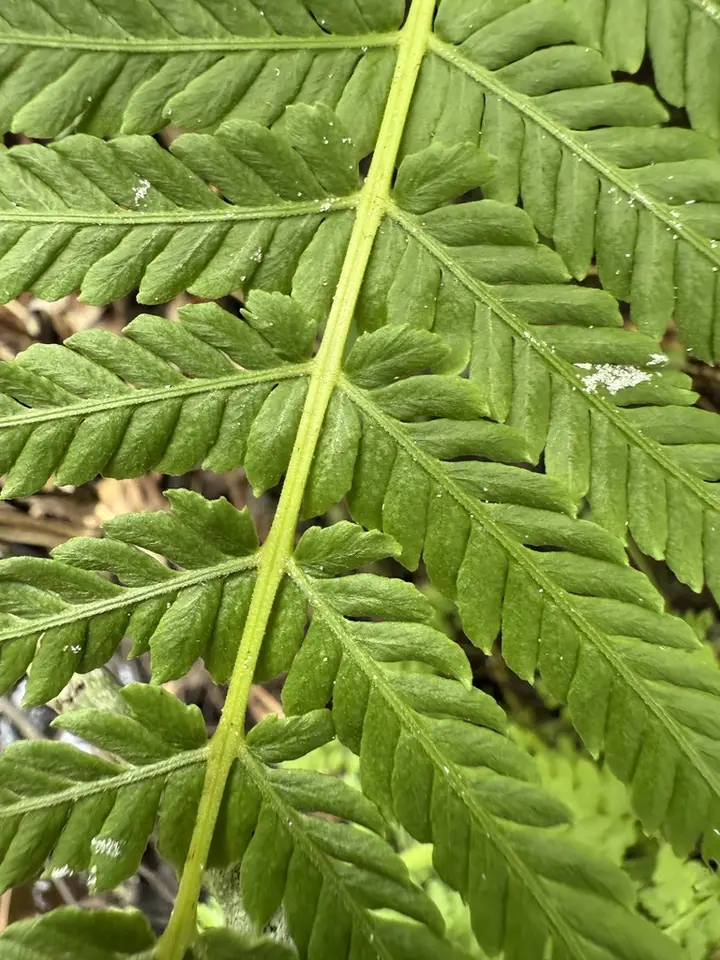 Glandular Maiden Fern (Amauropelta resinifera)