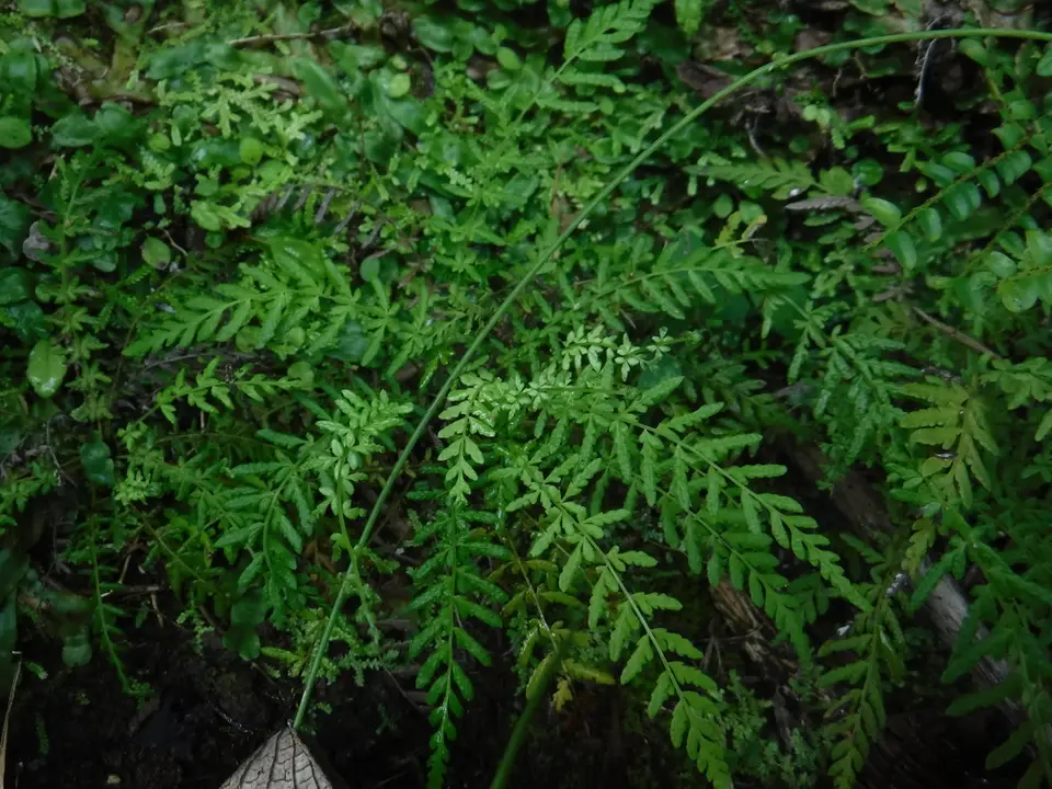 Amauropelta sancta (Amauropelta sancta)