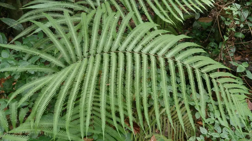 Jeweled Maiden Fern (Amblovenatum opulentum)